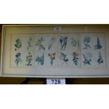 A set of framed and glazed prints depicting sixteen various flowers in their Latin names to include