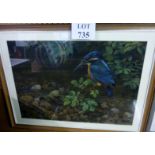 A framed and glazed pastel study of a Kingfisher on waters edge signed Robert Nicholls lower right