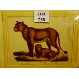 A framed and glazed 19c plate depicting lioness and cub and their Latin names below est: £40-£60