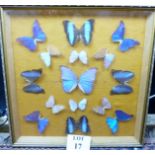 A framed and glazed collection of fifteen specimen butterflies est: £40-£60 (wall N)