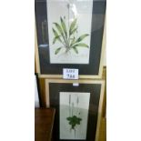 Two framed and glazed prints depicting flowers and showing the seed to budding process to include