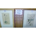 Three framed and glazed plate prints depicting de-constructed flowers to include 'Fraximus