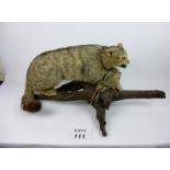 Taxidermy interest: A Scottish wild cat