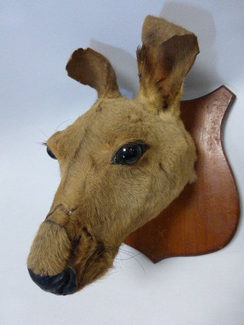 Taxidermy - a stuffed and mounted Australian kangaroo head. - Image 2 of 2