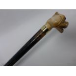 An Edwardian walking cane with carved Ivory Bulldog's head knop, with glass eyes.