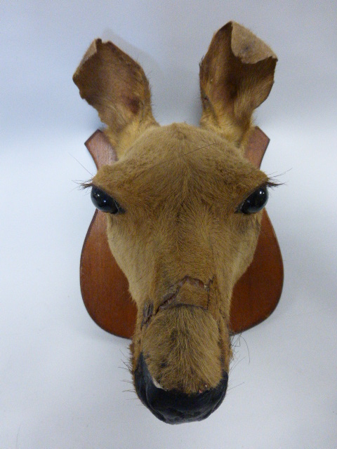 Taxidermy - a stuffed and mounted Australian kangaroo head.