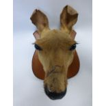 Taxidermy - a stuffed and mounted Australian kangaroo head.