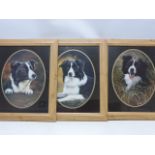 After POLLYANNA PICKERING - three portrait prints of Border Collies framed & glazed in oval mounts,