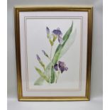 LINDY GUINNESS (Lady Dufferin b.1941-) "Flag Irises", watercolour painting, signed and dated 1990,