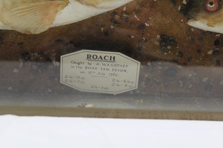 A MOUNTED CASE OF FIVE ROACH modelled in naturalistic setting, in a canted glazed cabinet, 69cm x - Image 8 of 8