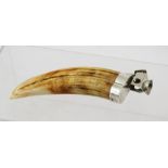 A SILVER COLOURED METAL MOUNTED TUSK FASHIONED WITH A CIGAR CUTTER, stamped .925
