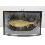 A MOUNTED DACE in naturalistic setting with painted background, in bow fronted painted case, 27cm