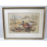 PAUL A. NICHOLAS Cock and Hen Pheasants amidst ferns, Watercolour painting, signed and dated 1972,