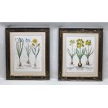 AFTER BASILIUS BESLER A PAIR OF FIRST QUARTER 17TH CENTURY, LATER HAND COLOURED, COPPER PLATE
