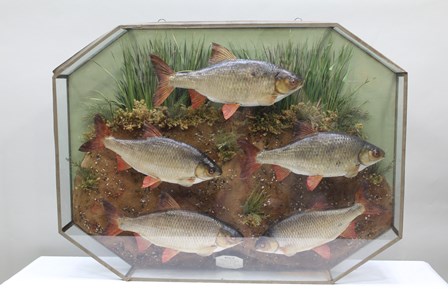 A MOUNTED CASE OF FIVE ROACH modelled in naturalistic setting, in a canted glazed cabinet, 69cm x