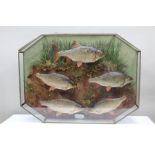 A MOUNTED CASE OF FIVE ROACH modelled in naturalistic setting, in a canted glazed cabinet, 69cm x