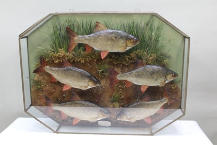 A MOUNTED CASE OF FIVE ROACH modelled in naturalistic setting, in a canted glazed cabinet, 69cm x - Image 2 of 8