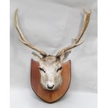 A STAG'S HEAD with nine point antlers, mounted on a mahogany shield, 61cm wide
