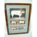 TWO FRAMES OF COLOUR PRINTS, depicting various cattle breeds to include Longhorn, Brahman,