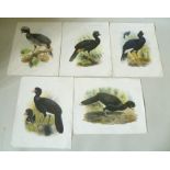 FIVE COLOURED PLATES OF TROPICAL BIRDS, original J. Smit lithographs, published for Trans.