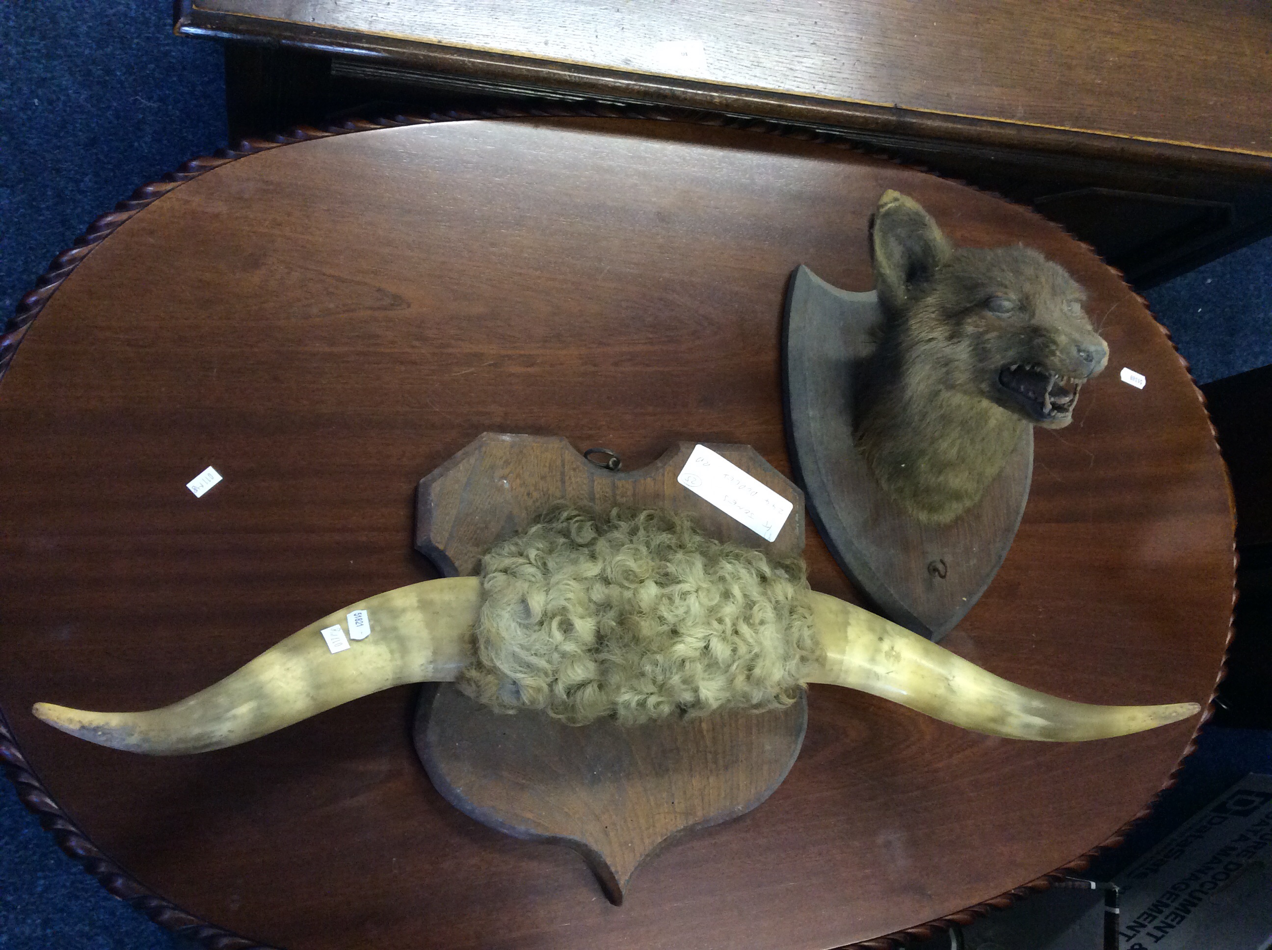 A stuffed, mounted fox's head (AF) and a mounted pair of bull's horns.