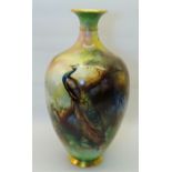 A Royal Worcester baluster Vase painted with a peacock in a woodland by William Powell with gilded