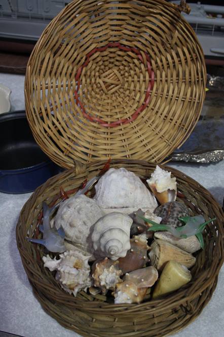 Collection of shells etc.