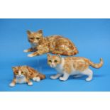 Three Winstanley ginger cats