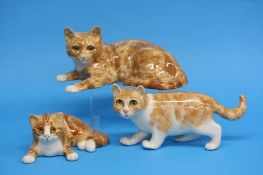 Three Winstanley ginger cats