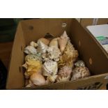 Tray of sea shells