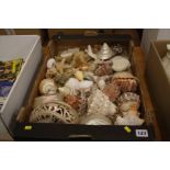 Tray of sea shells