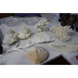 Collection of assorted Coral
