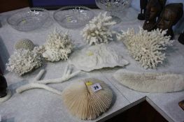 Collection of assorted Coral