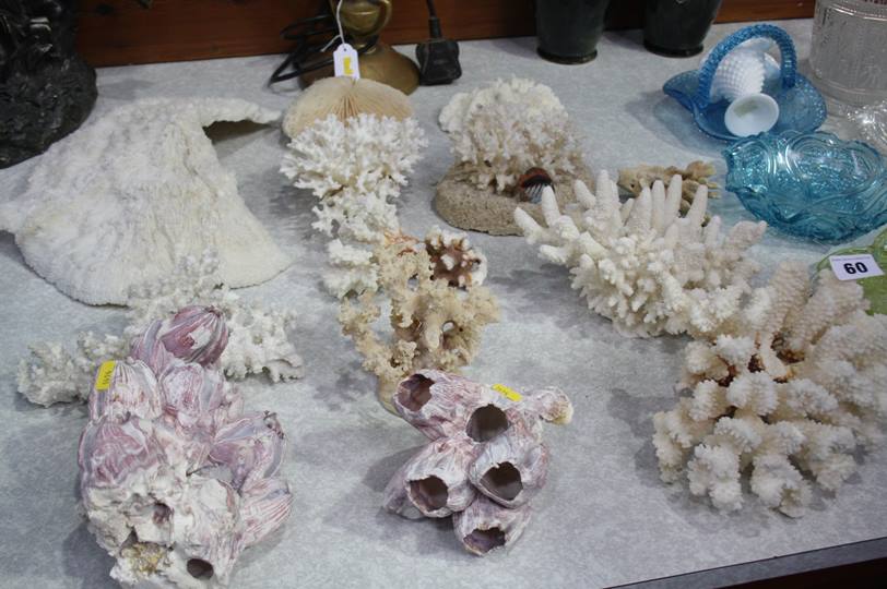 Collection of assorted coral etc.