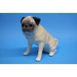 A Winstanley model of a seated Pug dog. 31cm heigh