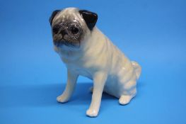 A Winstanley model of a seated Pug dog. 31cm heigh