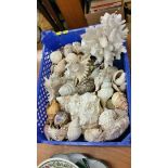 Various shells and coral