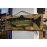A fibreglass mounted model salmon