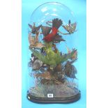 Taxidermy and glass dome continuing exotic birds