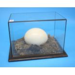 A cased Ostrich egg