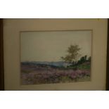 J.Maclaren, watercolour, signed, 'Landscape with heather moorland and sheep grazing'. 25 x 35cm