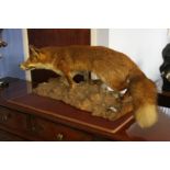 Taxidermy study of a Fox standing on a naturalistic base