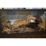 Taxidermy study of a Fox with a grouse