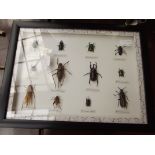 Shadow box containing twelve beetle specimens