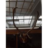 Mounted stag horns