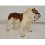 Beswick Bulldog 'Ch Bashford British Mascot' heigh