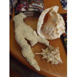 Sea shells and corals