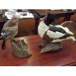 2 pieces of taxidermy