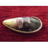 Copper and mussel shell snuff box, crack to shell