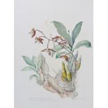 Margaret Mee, M.B.E. (British, 1909-1988): Catasetum Gnomus, Alto Rio Negro, A.M.